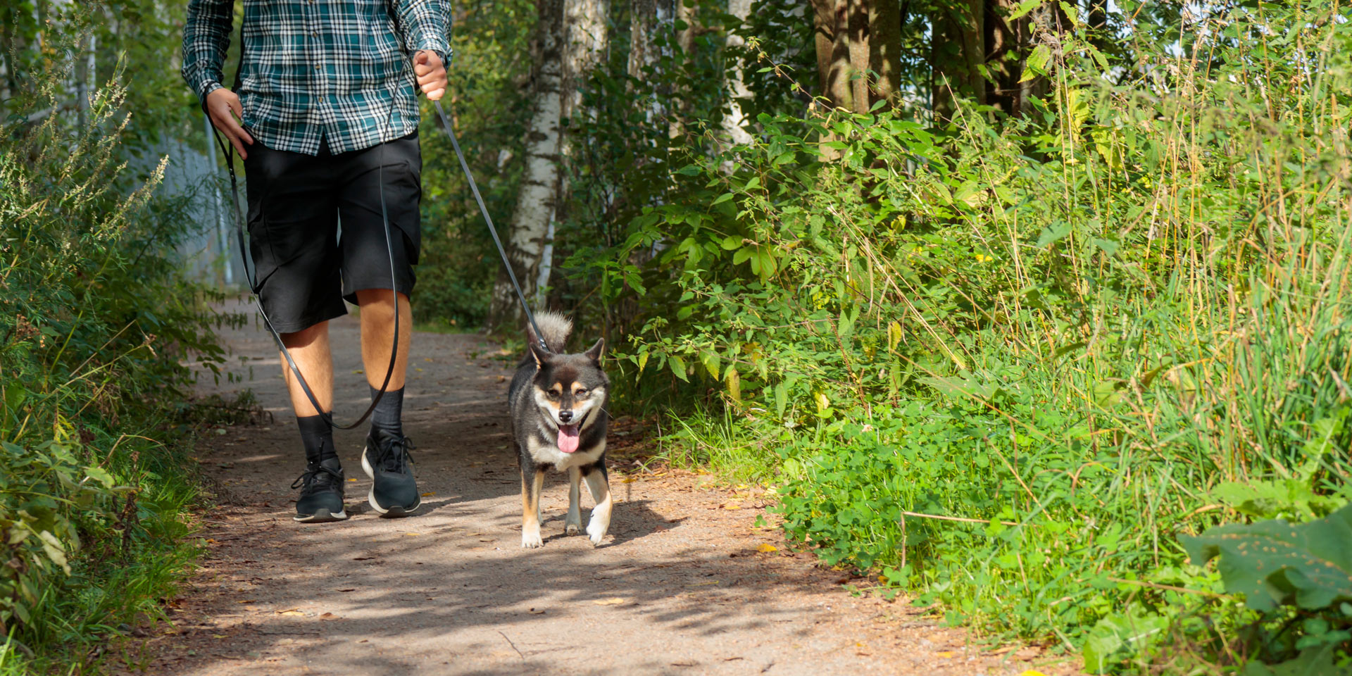 promenadhund